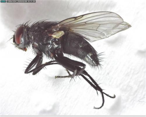 Réf. 247 694 : Muscina levida